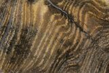 Strelley Pool Stromatolite Section - Billion Years Old #221594-1